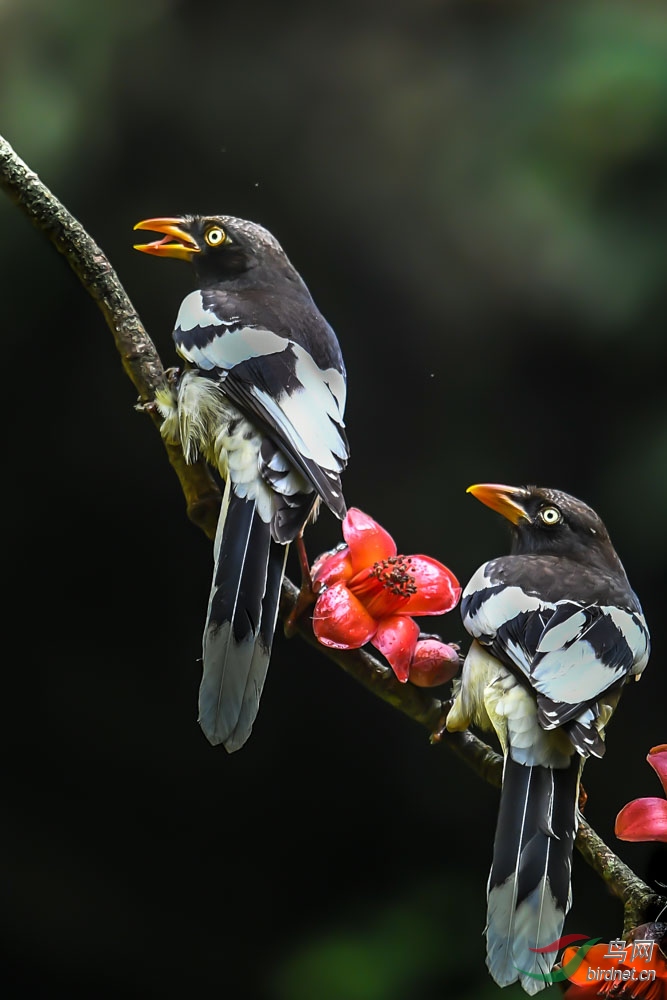 DSC_0984 - ����.jpg