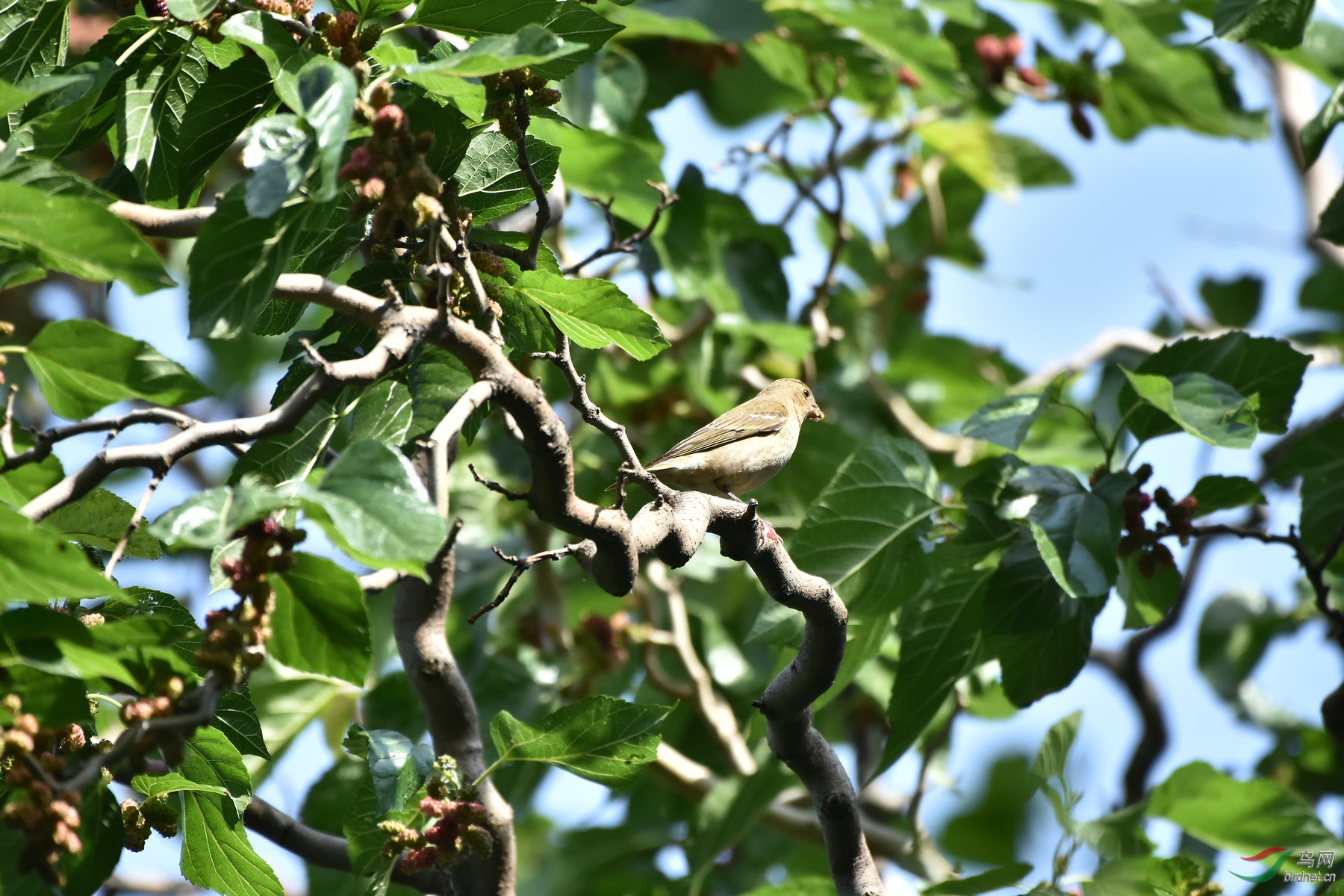 DSC_8342_����.JPG