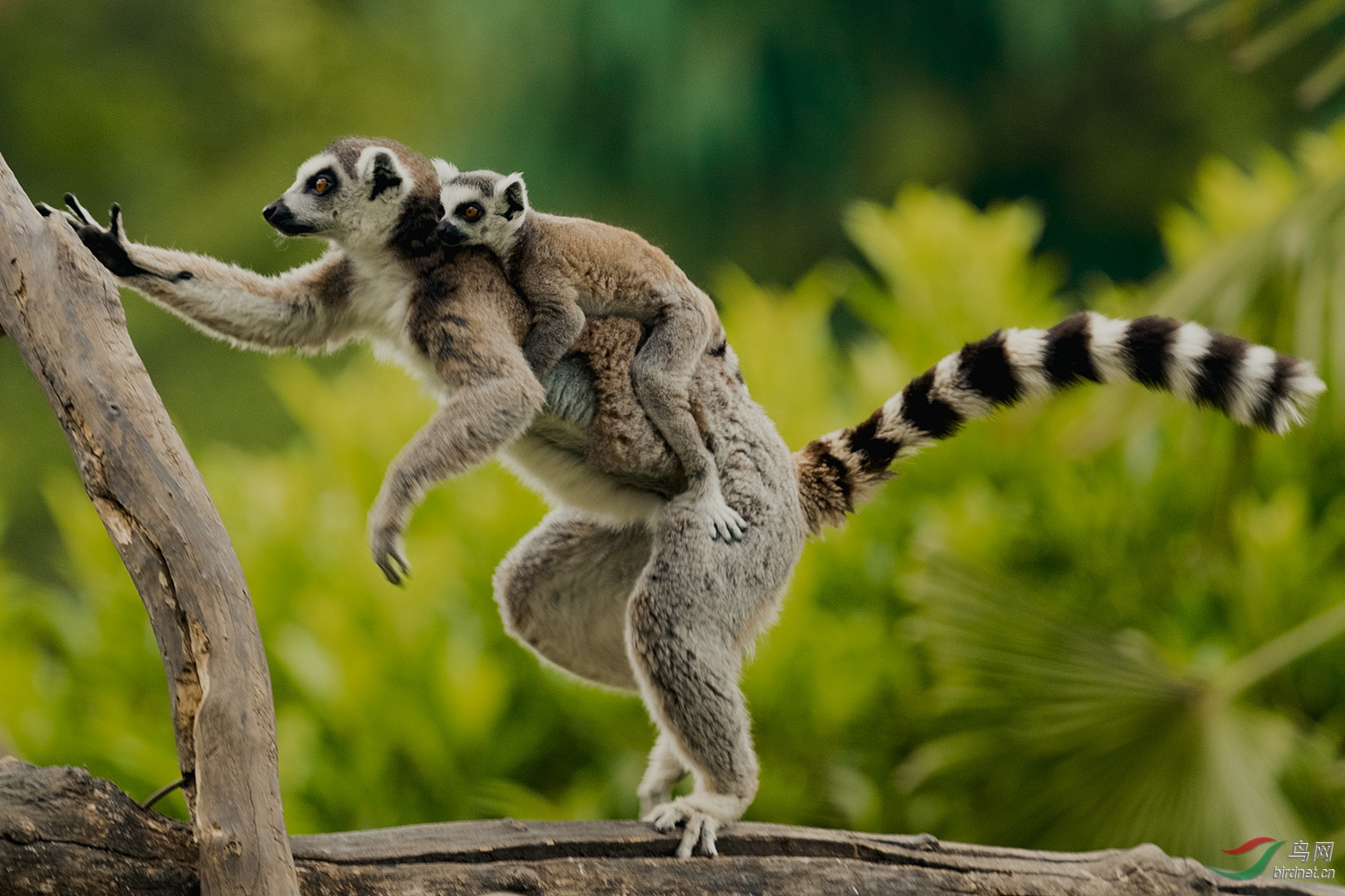 驮崽 荣获首页精华> - 上海版 shanghai鸟网