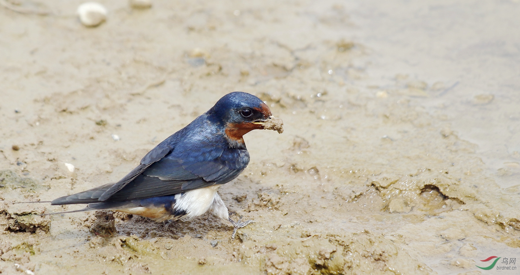 ������ϡ��  