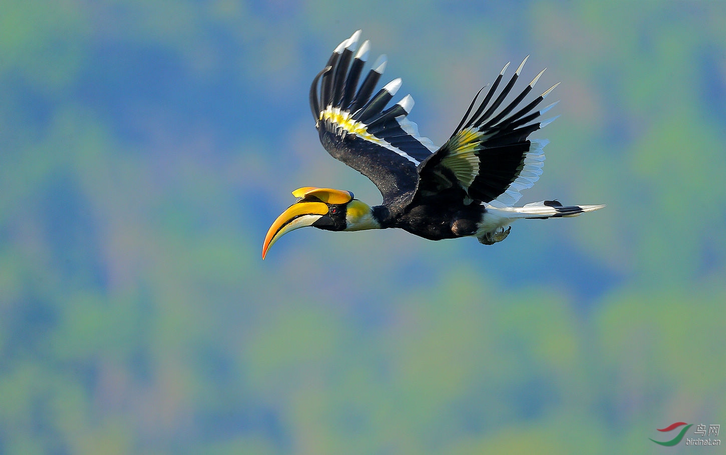 蓝天飞翔双角犀鸟