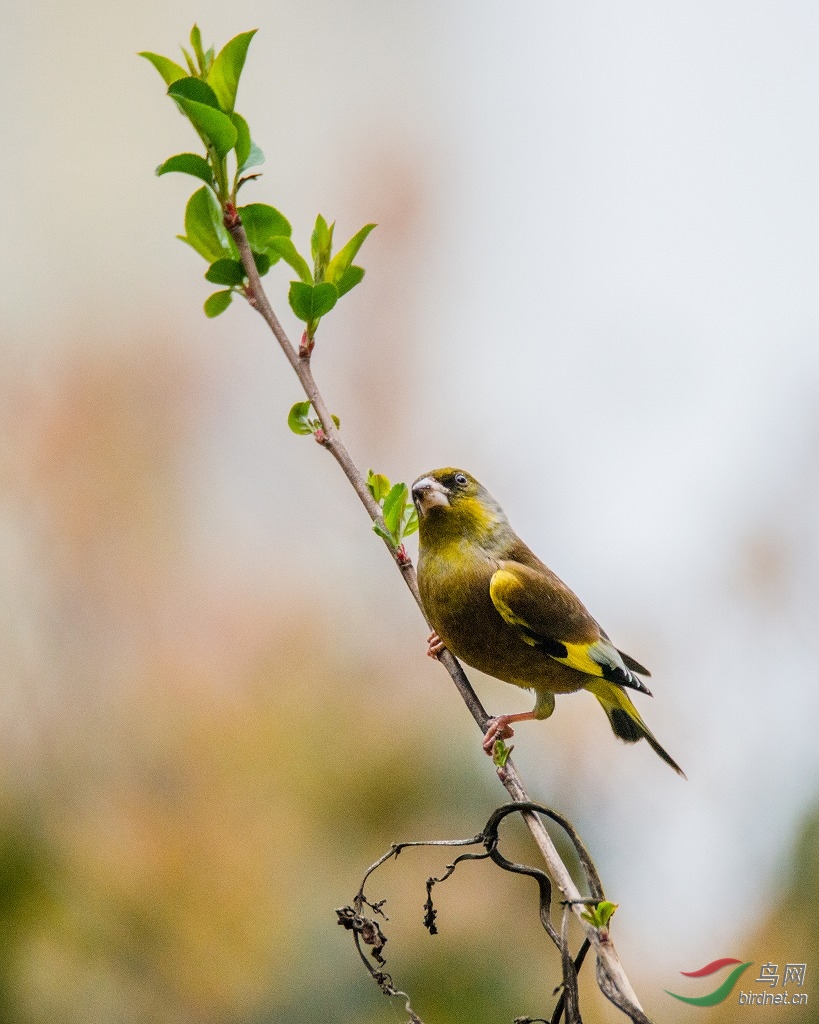 DSC_4827-2.jpg