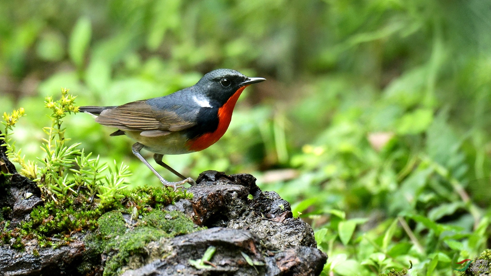 dsc_0019m金胸歌鸲.jpg