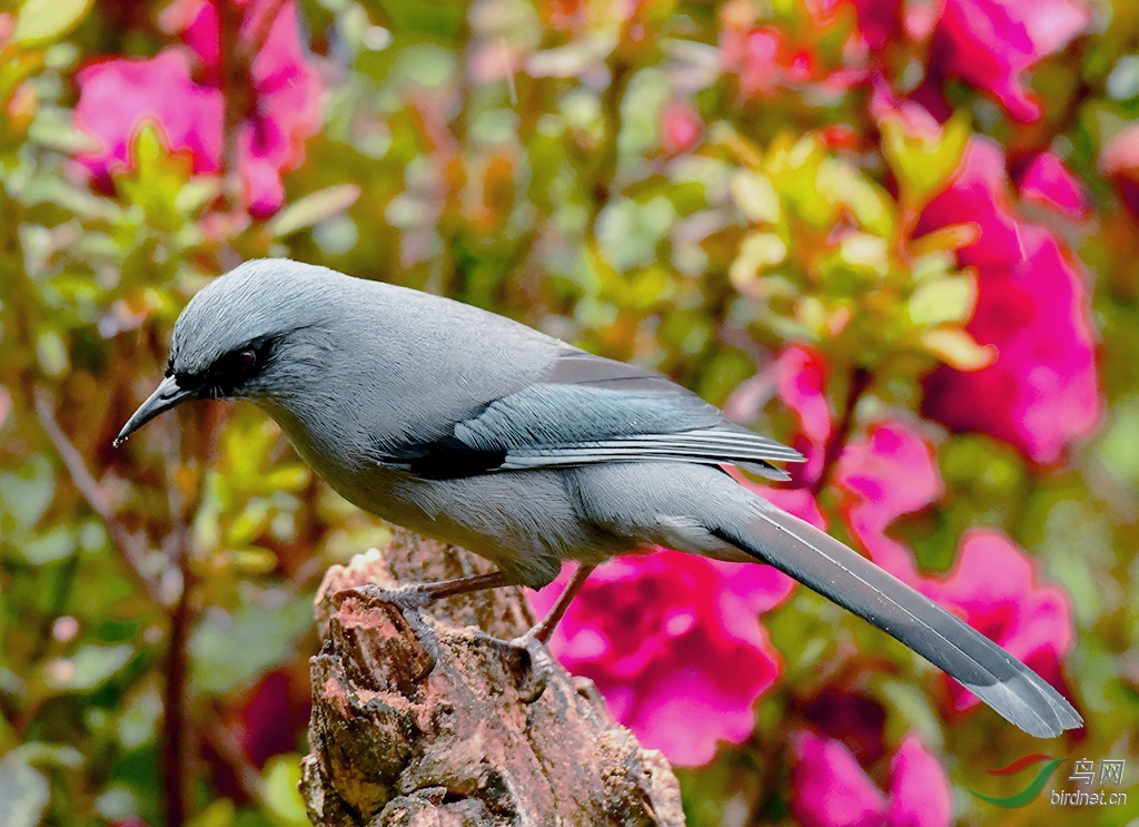 ��ɫ����