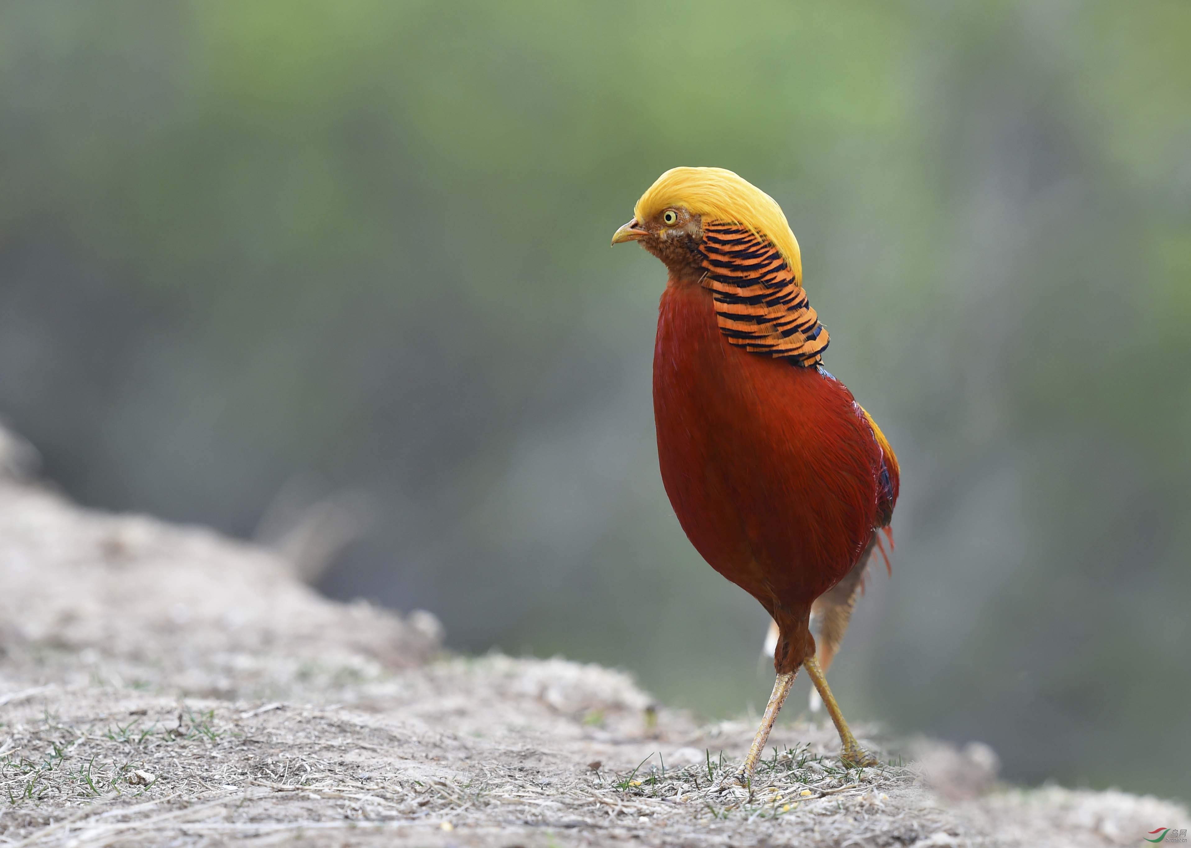 山头锦鸡金作冠身披五采成斑斓