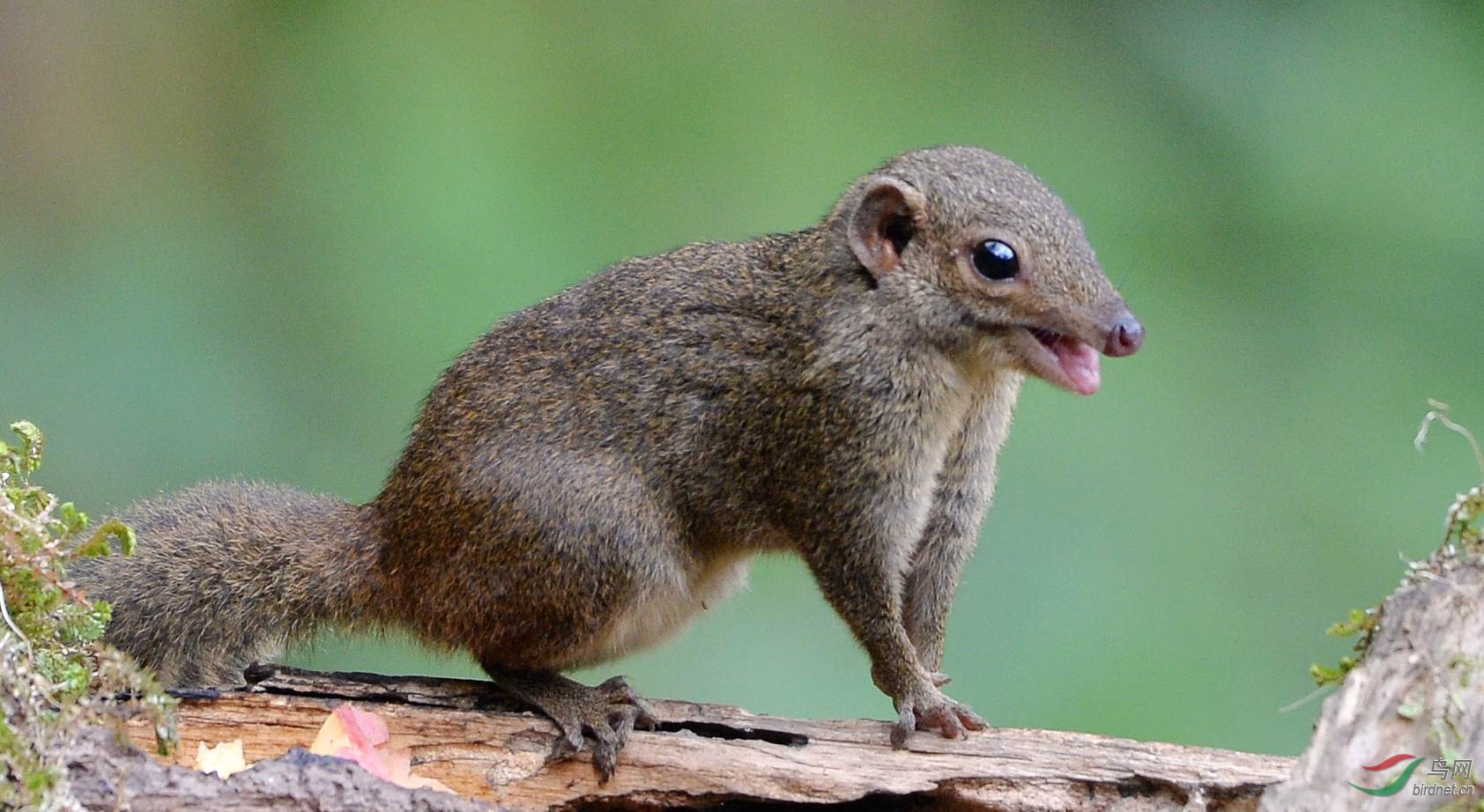 漂亮的北树鼩