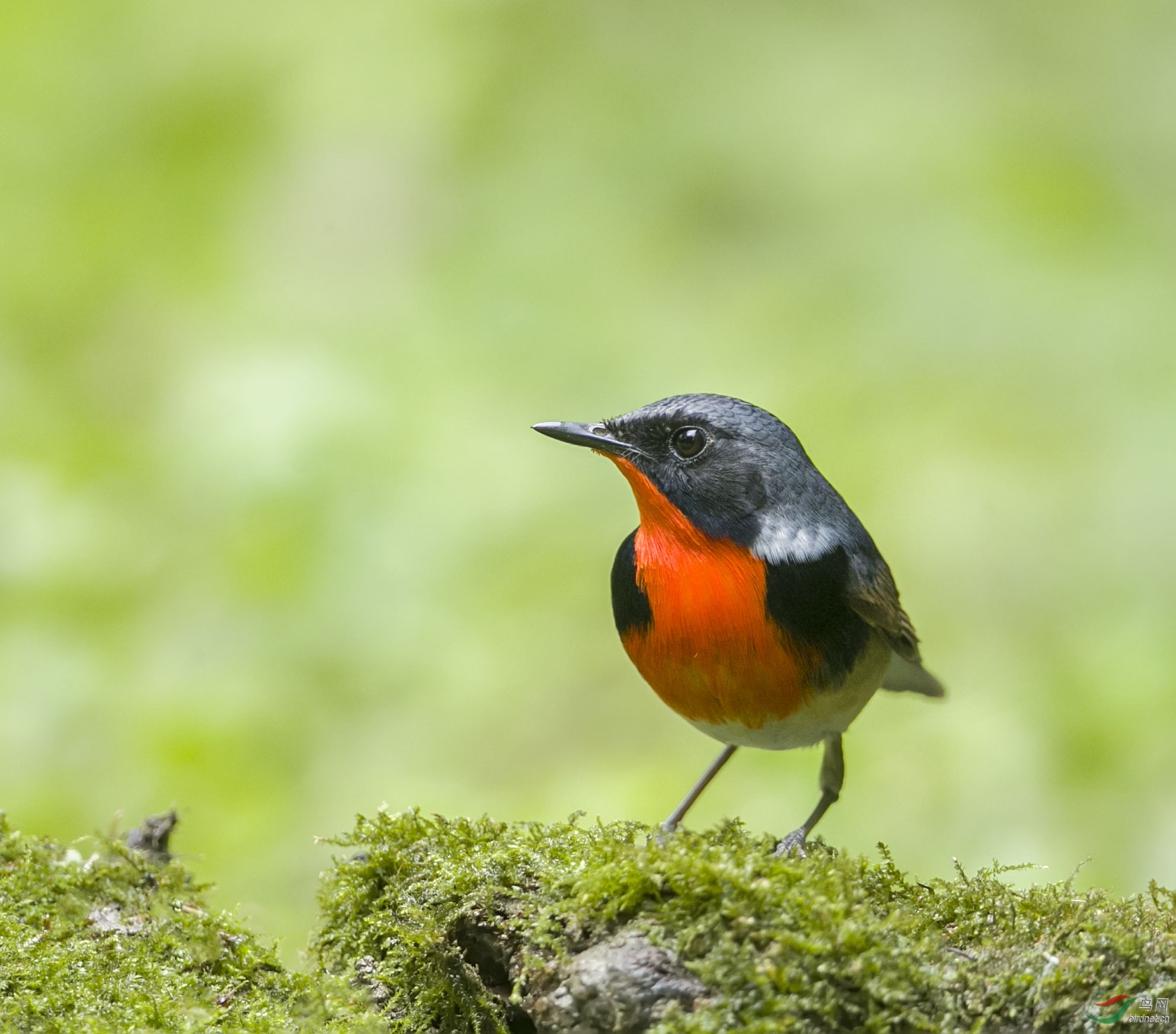 川大明星鸟----金胸歌鸲