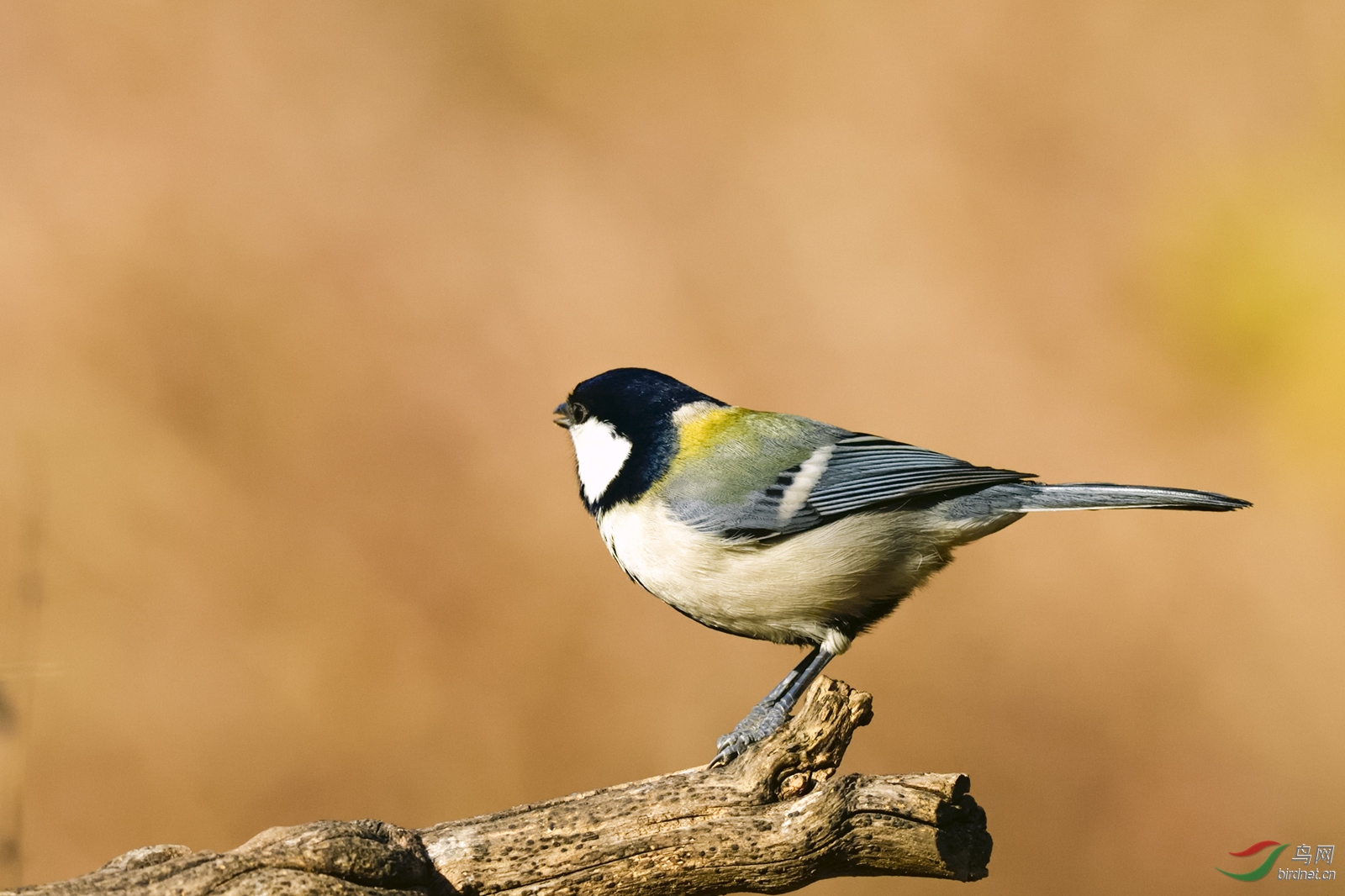 _DSC3366_2855a.jpg