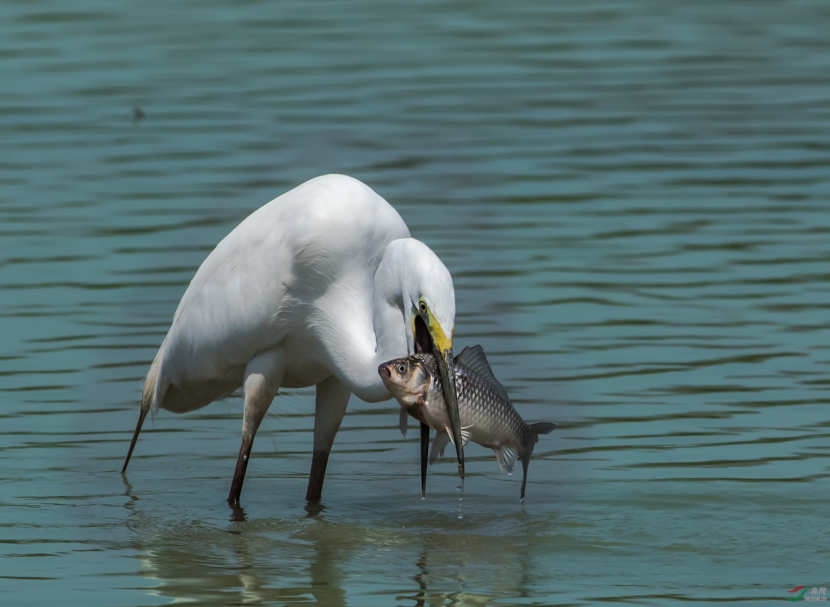 大白鹭抓鱼