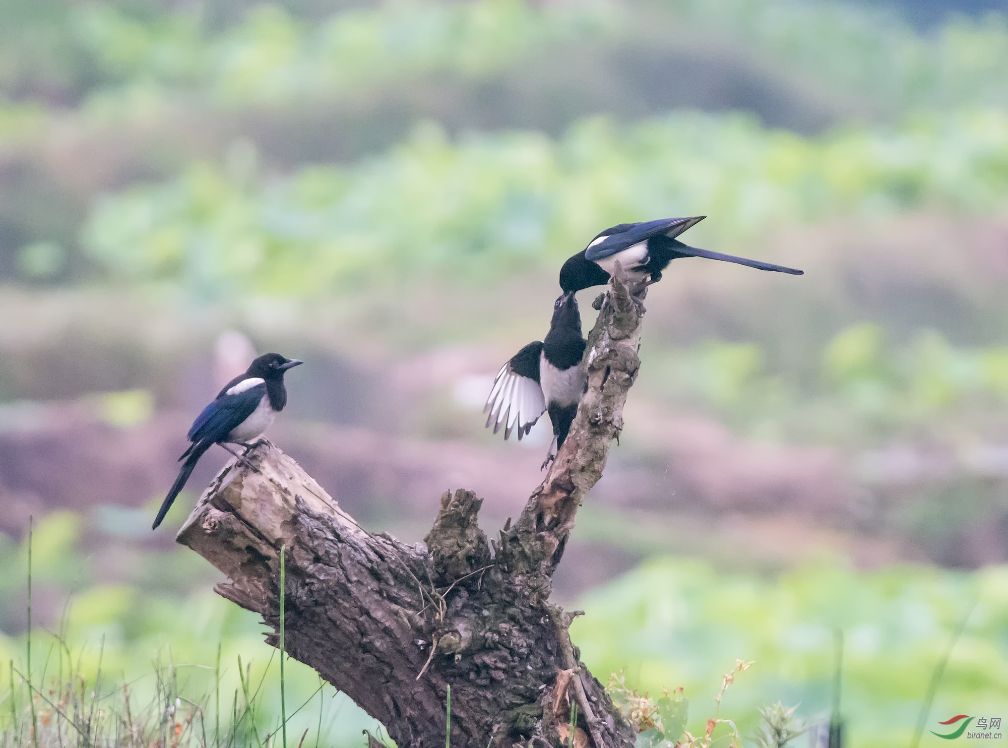 DSC_4704-1.jpg