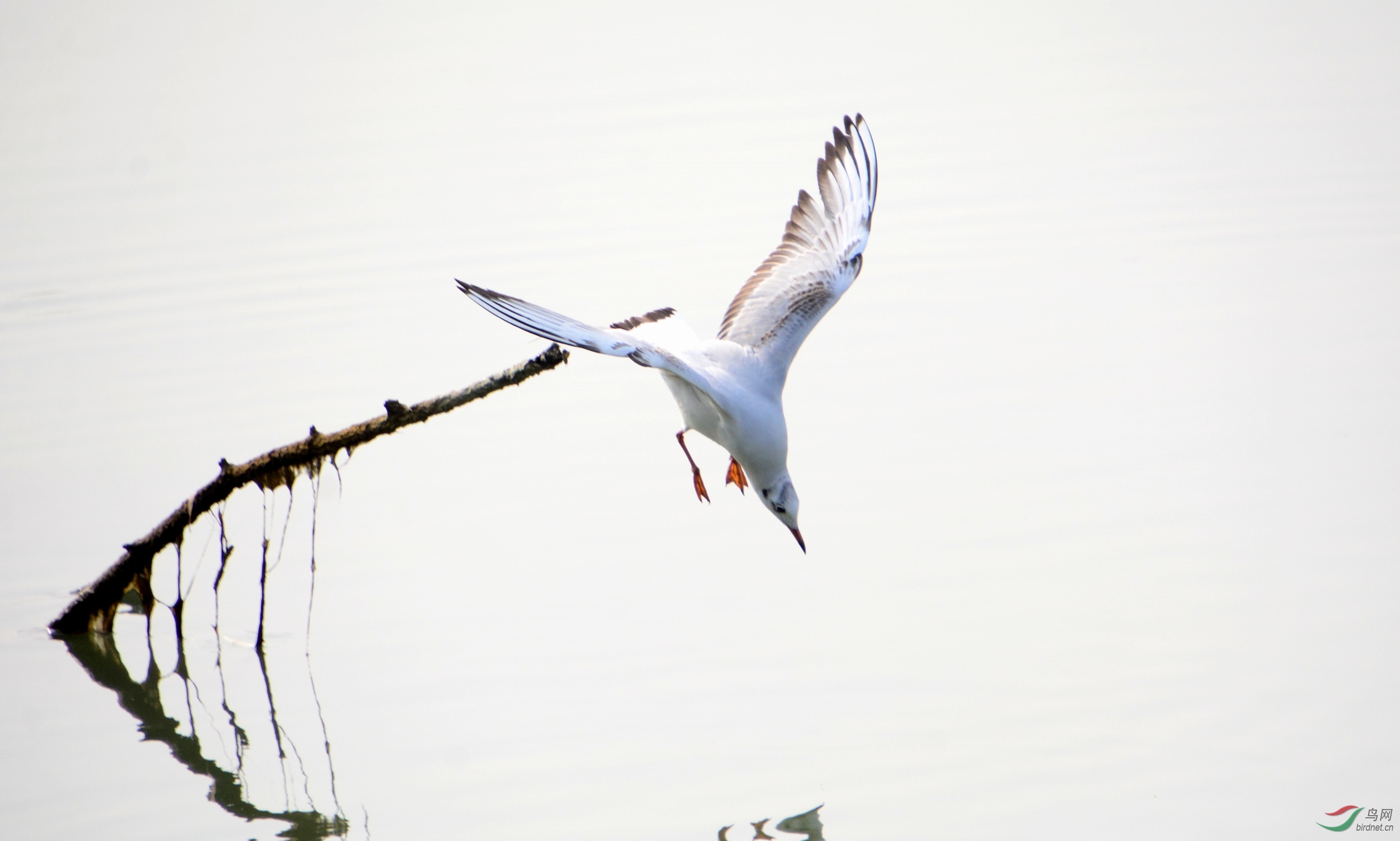 DSC_4245_conew1.jpg