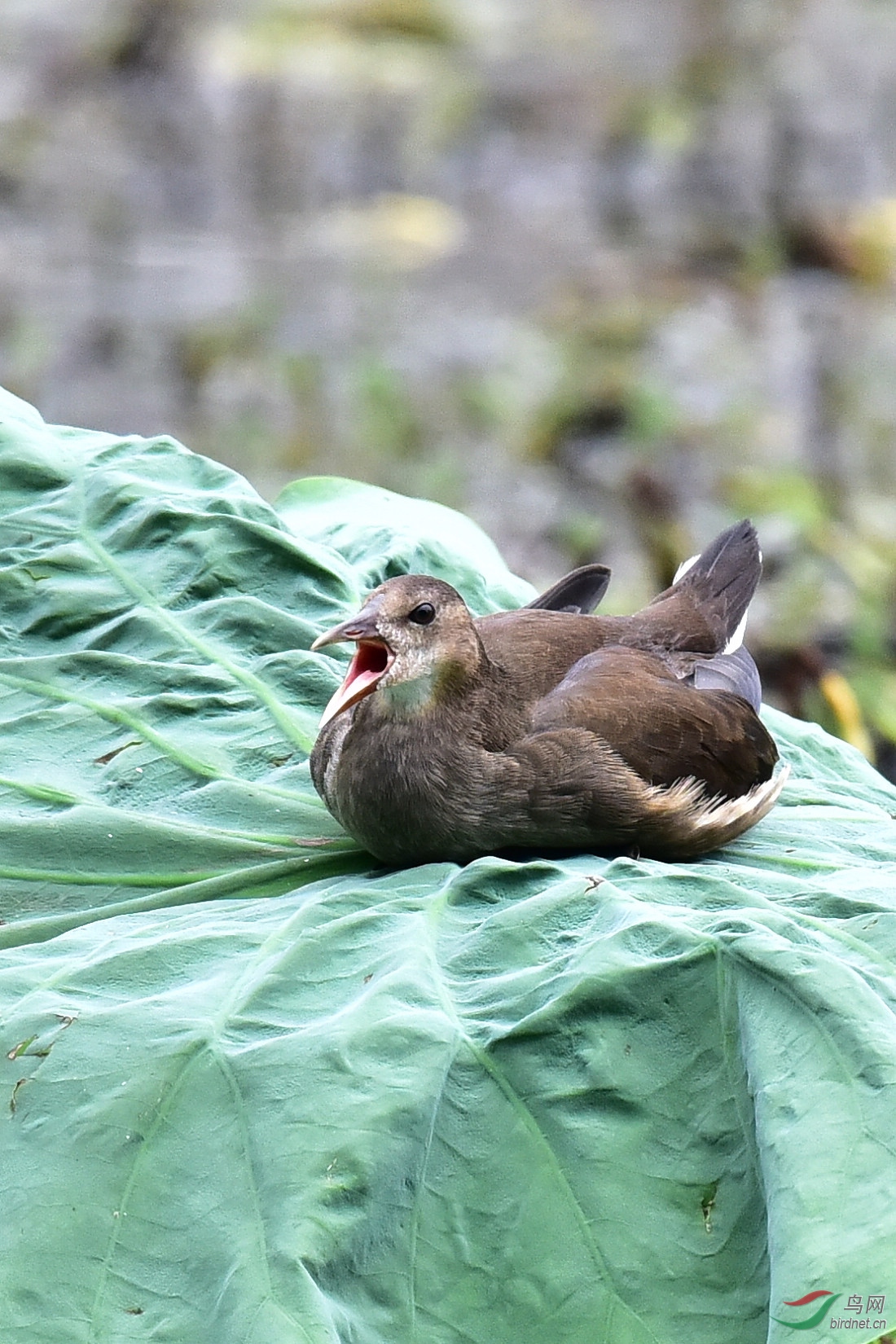 DSC_0964.JPG