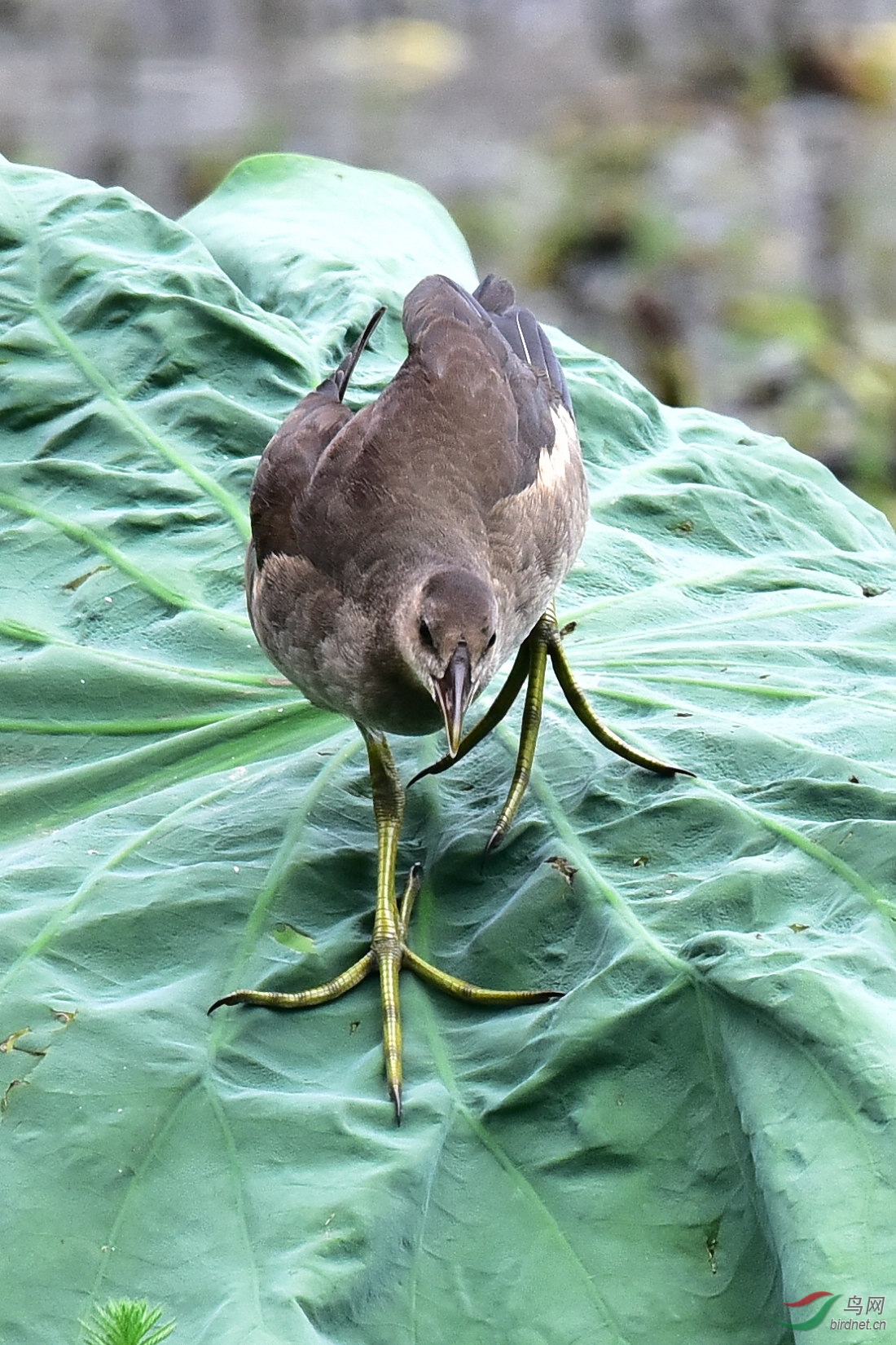 DSC_0966.JPG