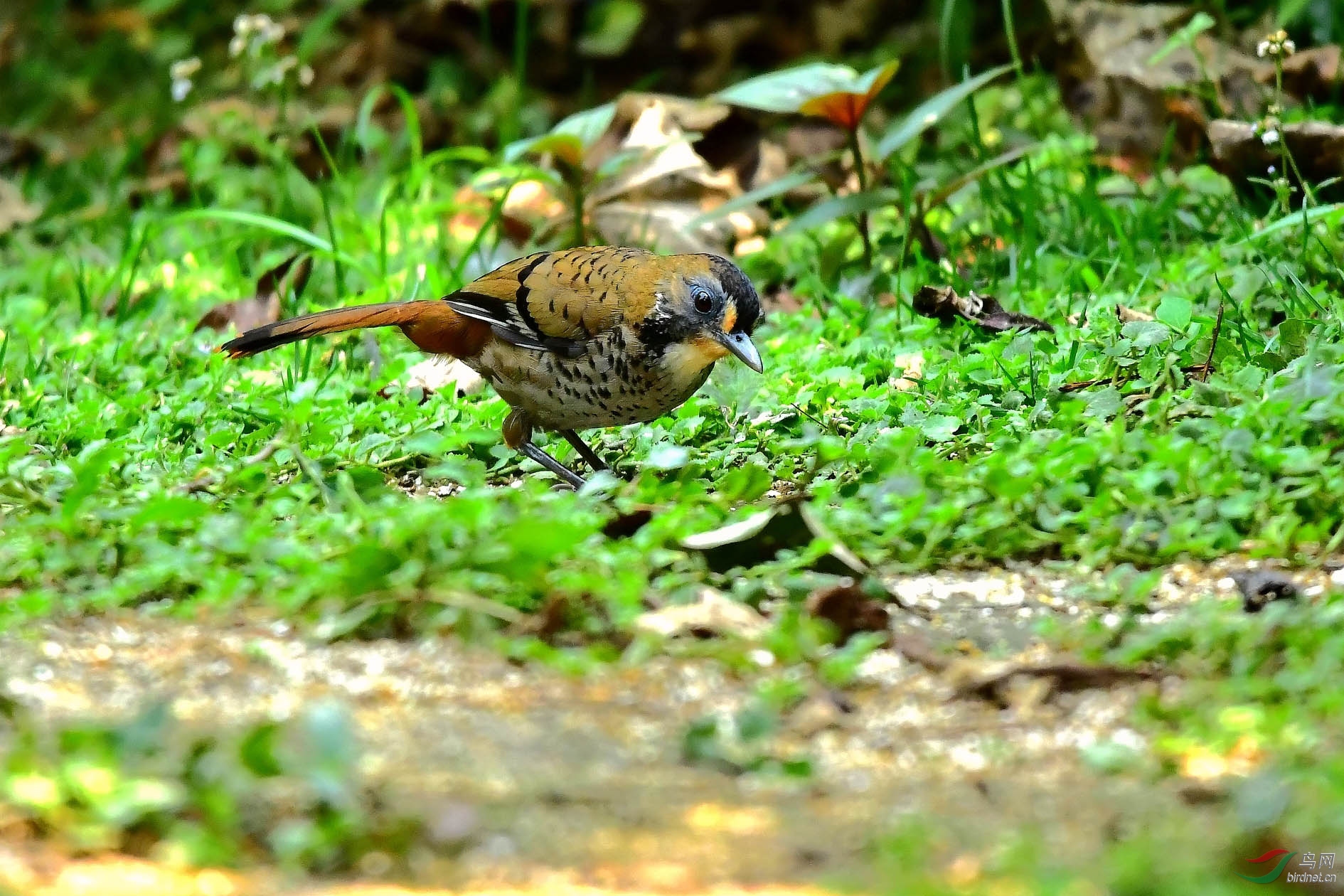 DSC_5729_����.jpg