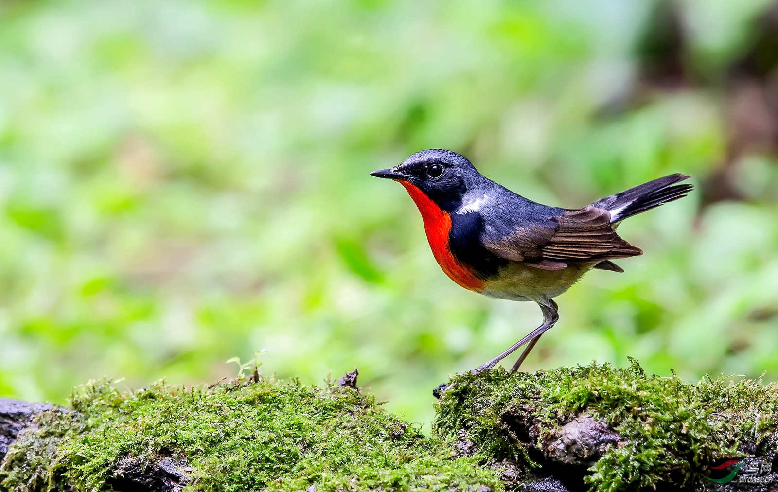 似曾相识,如约而至(金胸歌鸲随拍小记) - 观鸟之旅鸟网