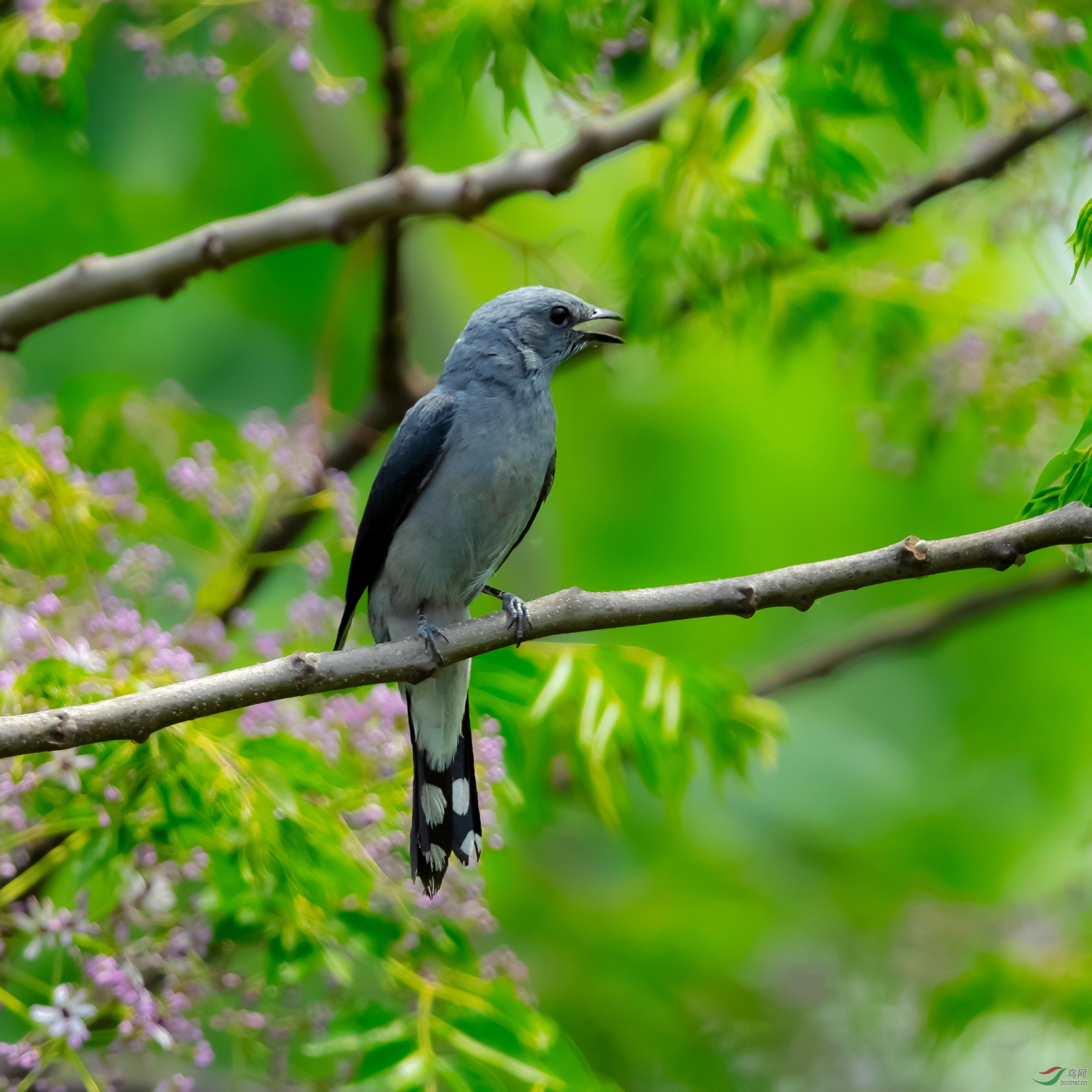 暗灰鹃鵙罕见出现在江苏高邮湖