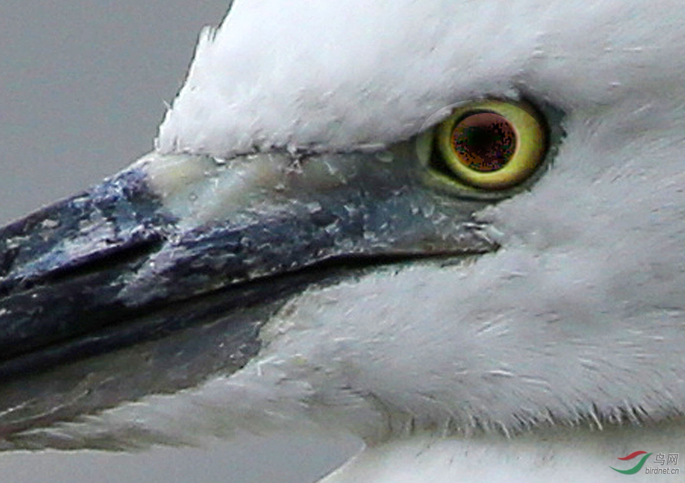 鸟眼