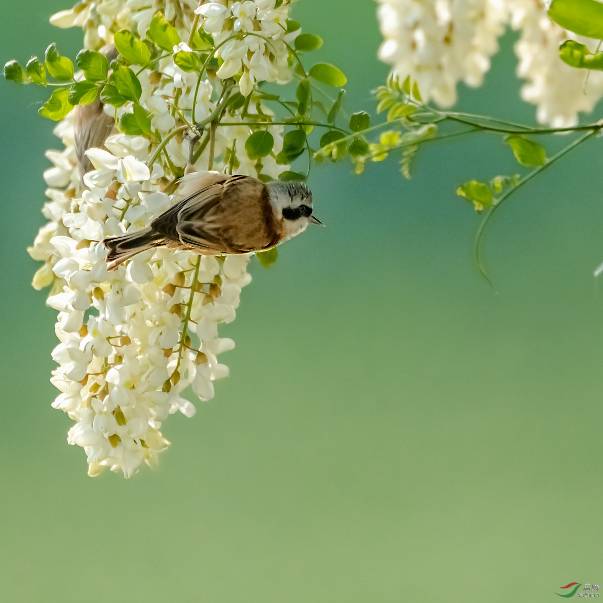 [花絮] 花鸟图--槐花版中华攀雀
