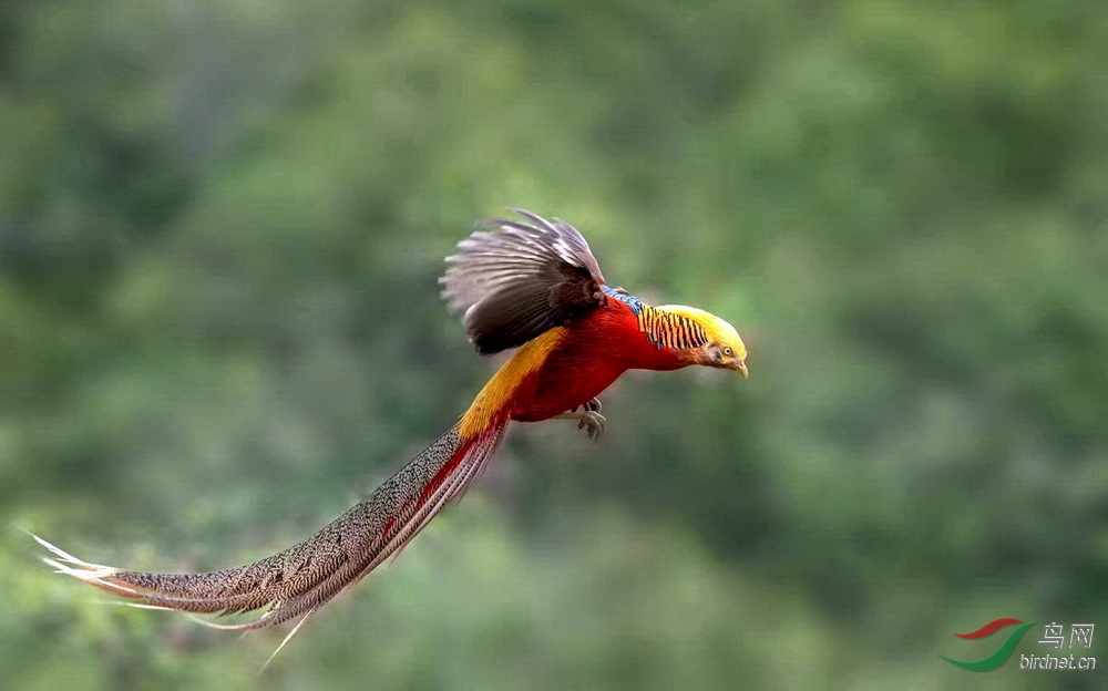 飞鸡