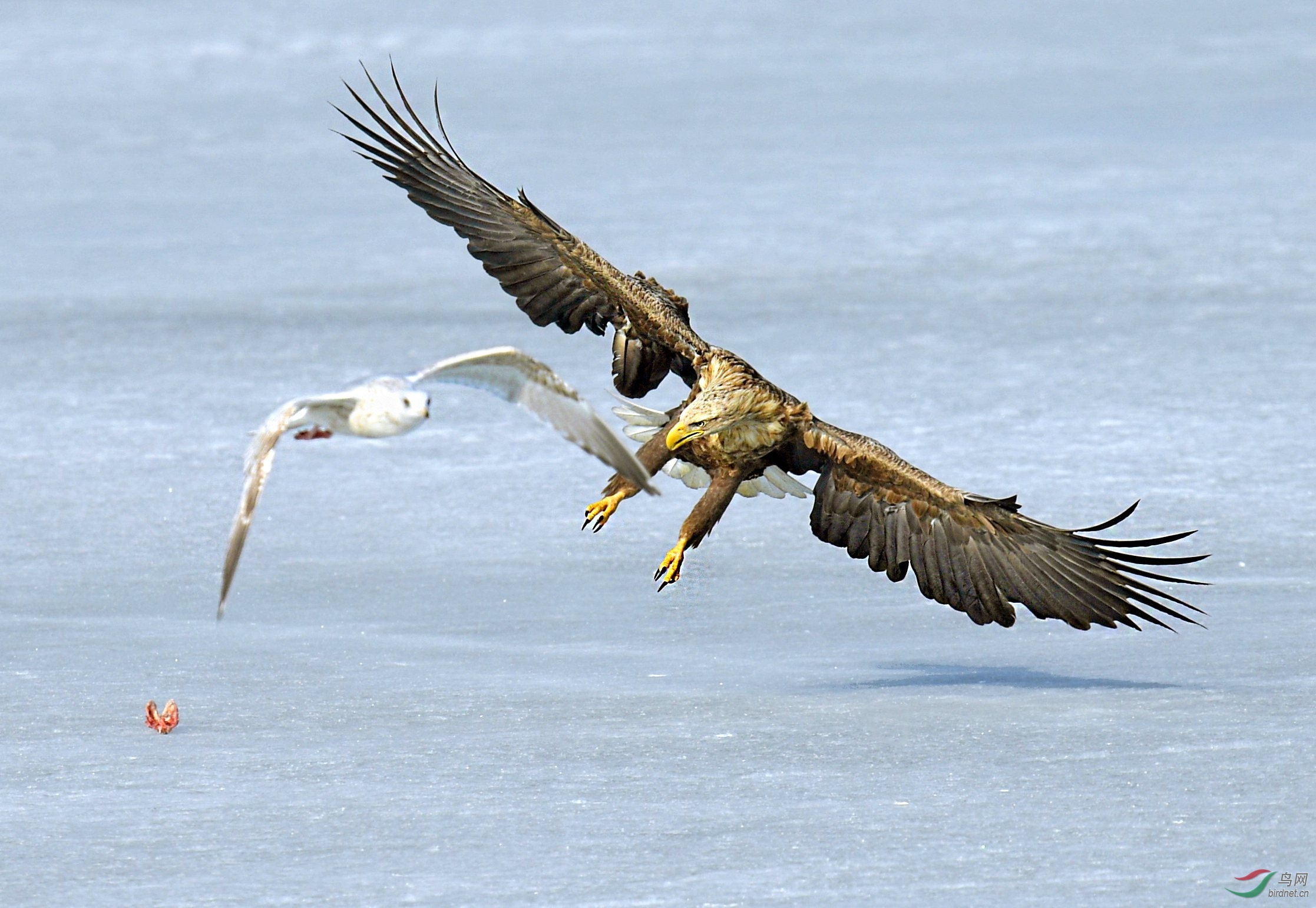 海雕与海鸥争食大战