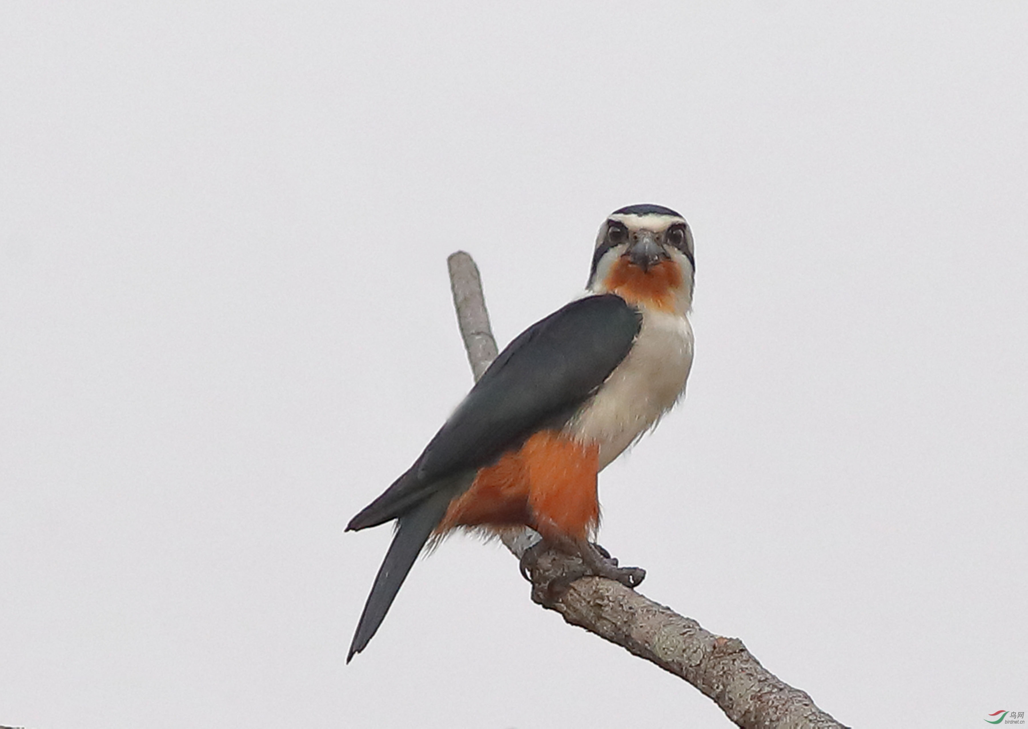 AB8I8895.JPG