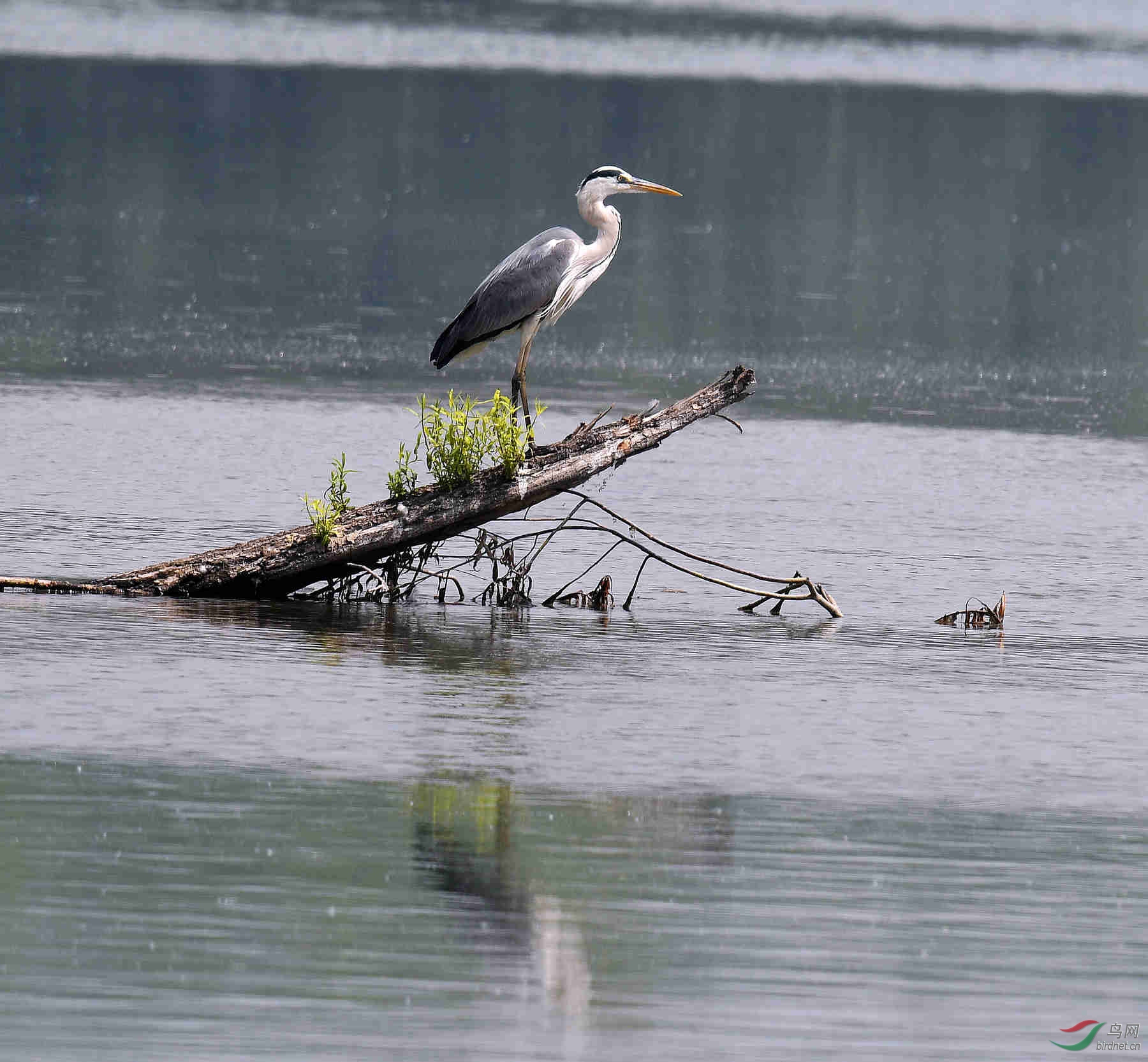 今天上午在颐和园团城湖里拍到的,请问这是什么鸟?