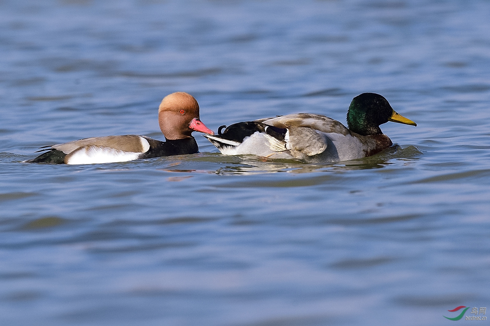 _DSC3703_3030a.jpg