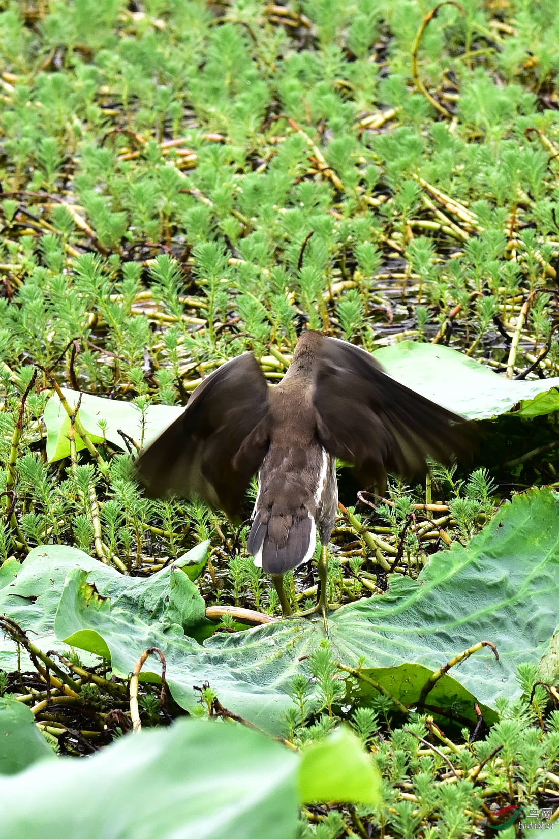 DSC_0971.JPG