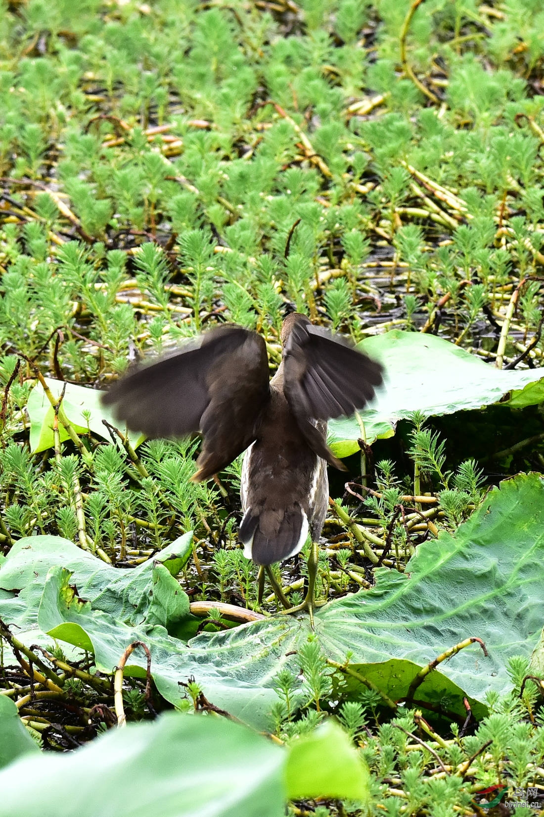 DSC_0972.JPG