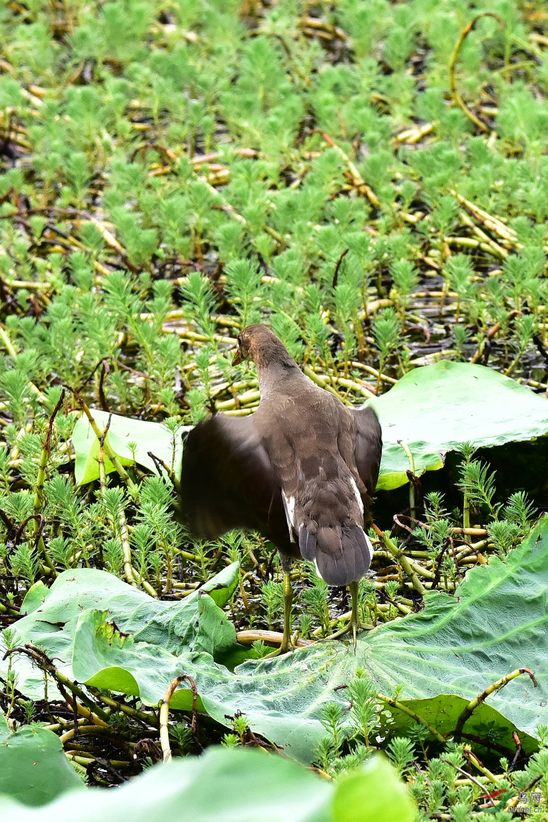 DSC_0975.JPG