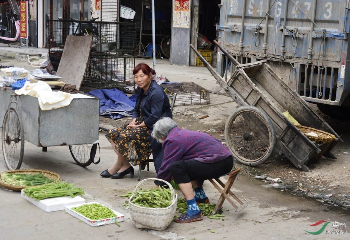 ���� _1087139.jpg