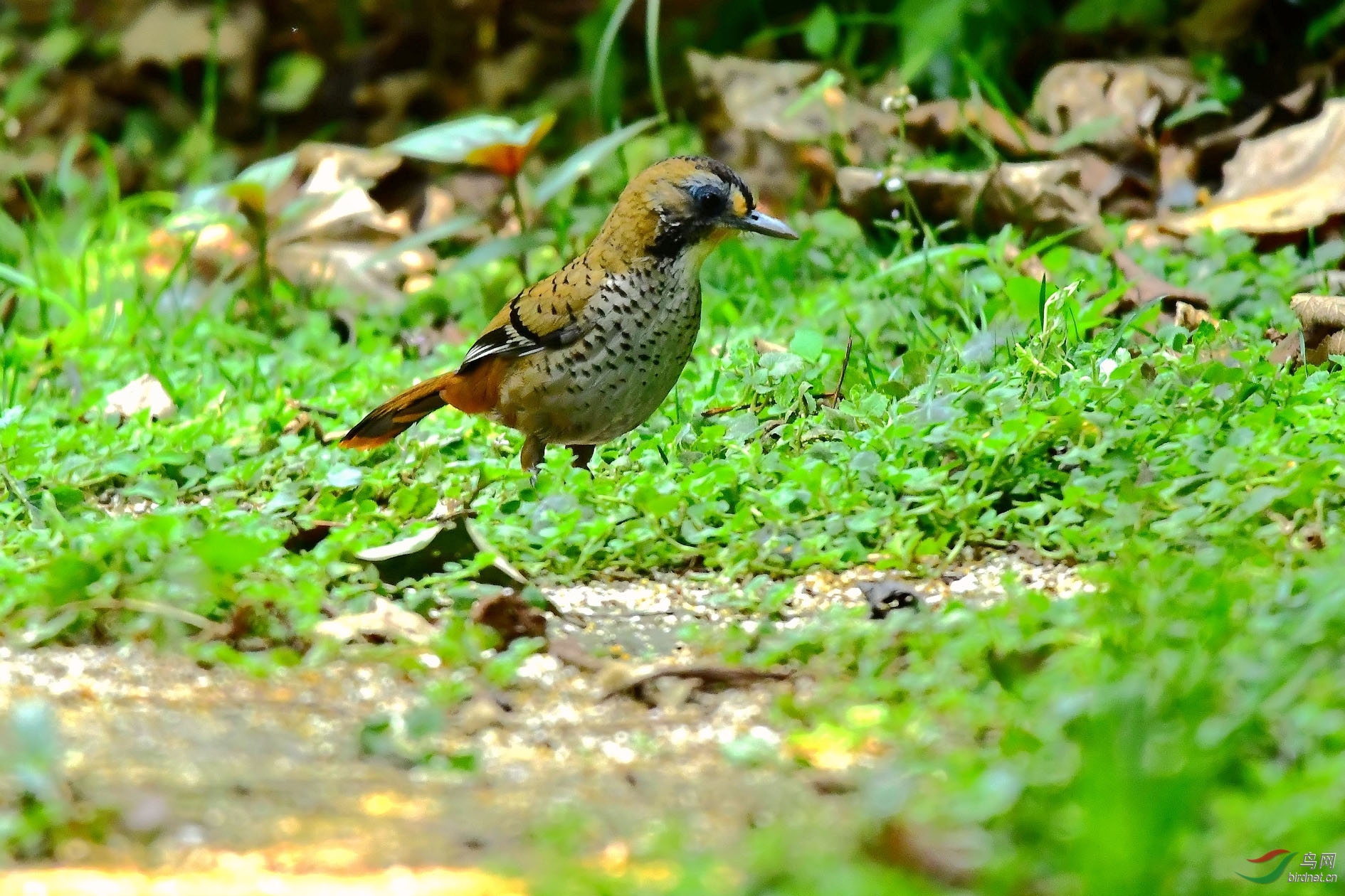 DSC_5758_����.jpg