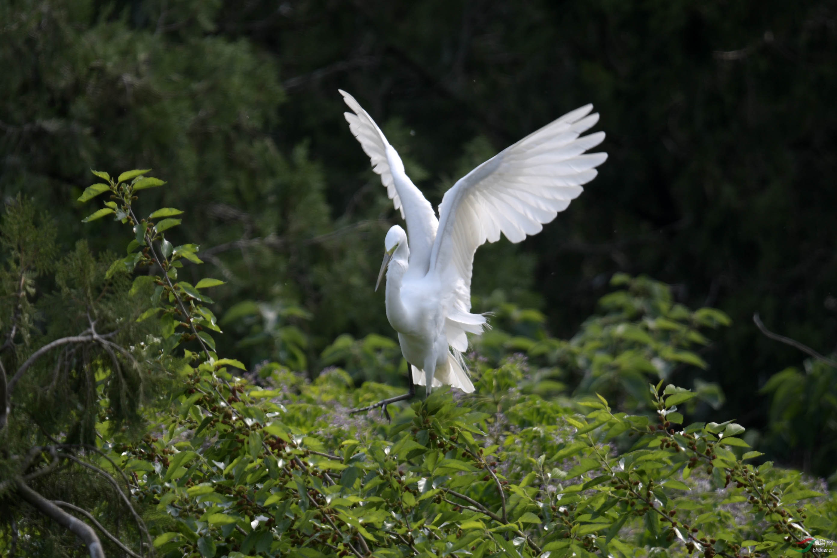 D50_2044.jpg