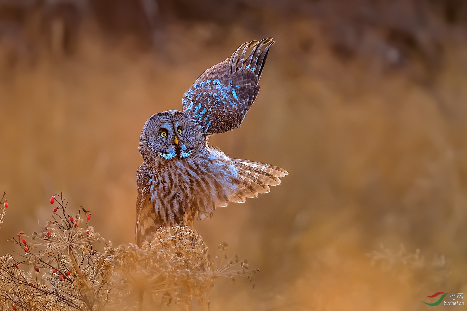 _DSC8242 ����.jpg