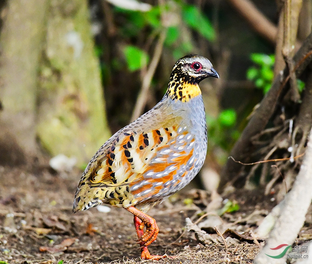 ���ɽ���