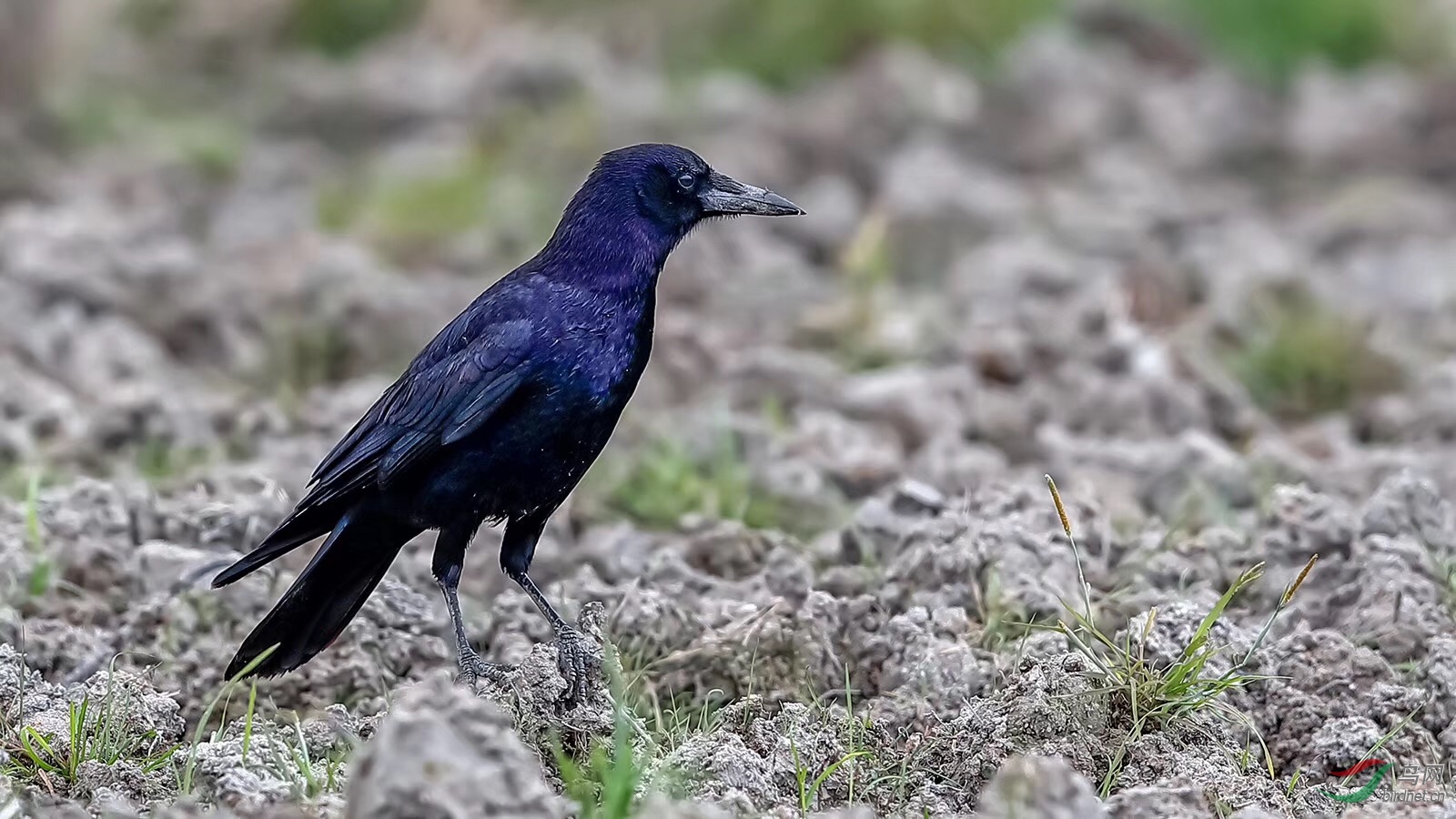 小嘴乌鸦