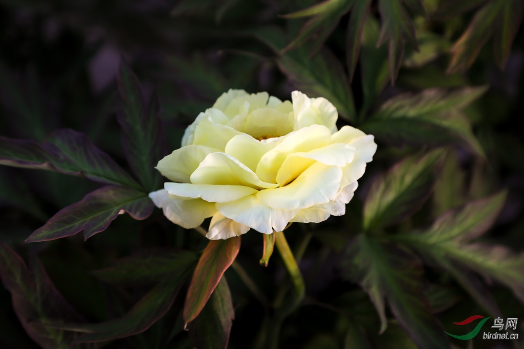 164A4630.jpg