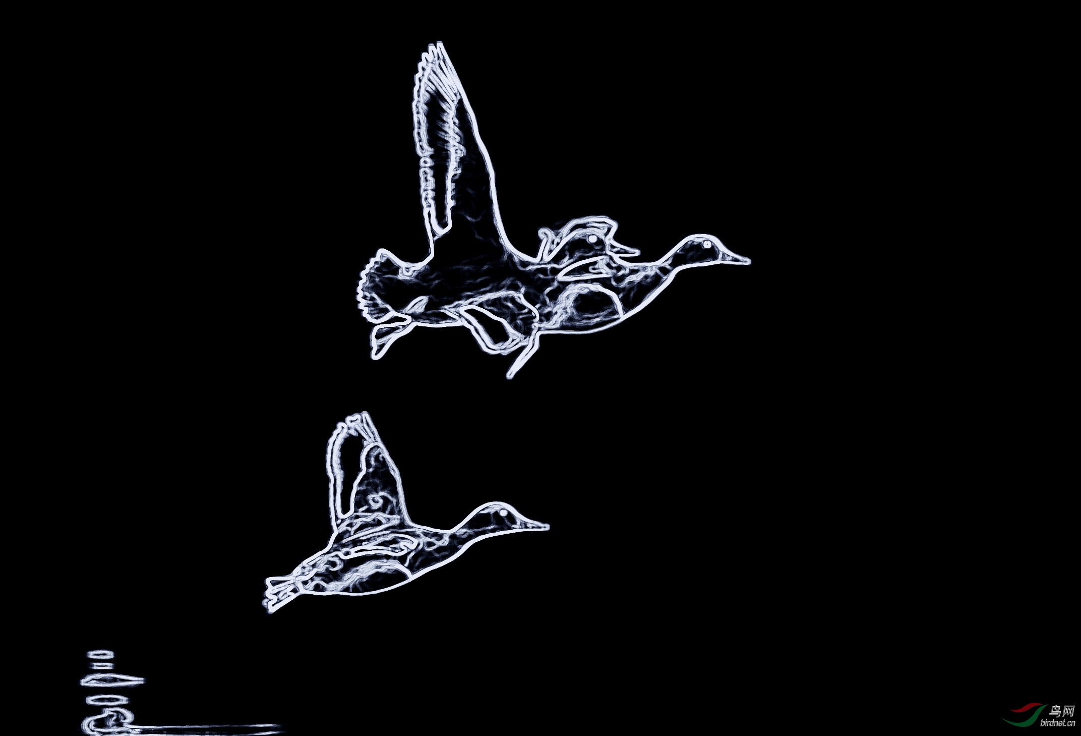 DSC_6884_conew1.jpg