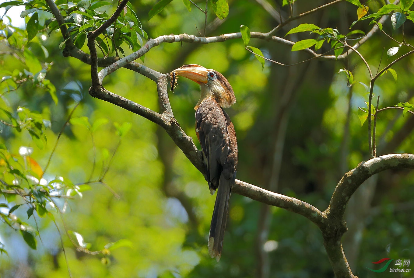 泰国的北白喉犀鸟