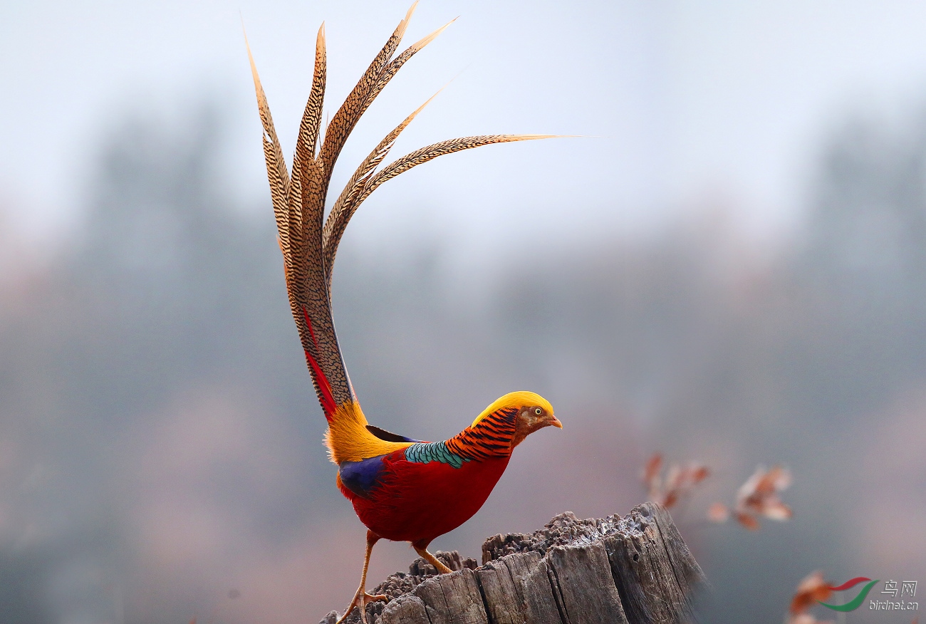 红腹锦鸡 - 4