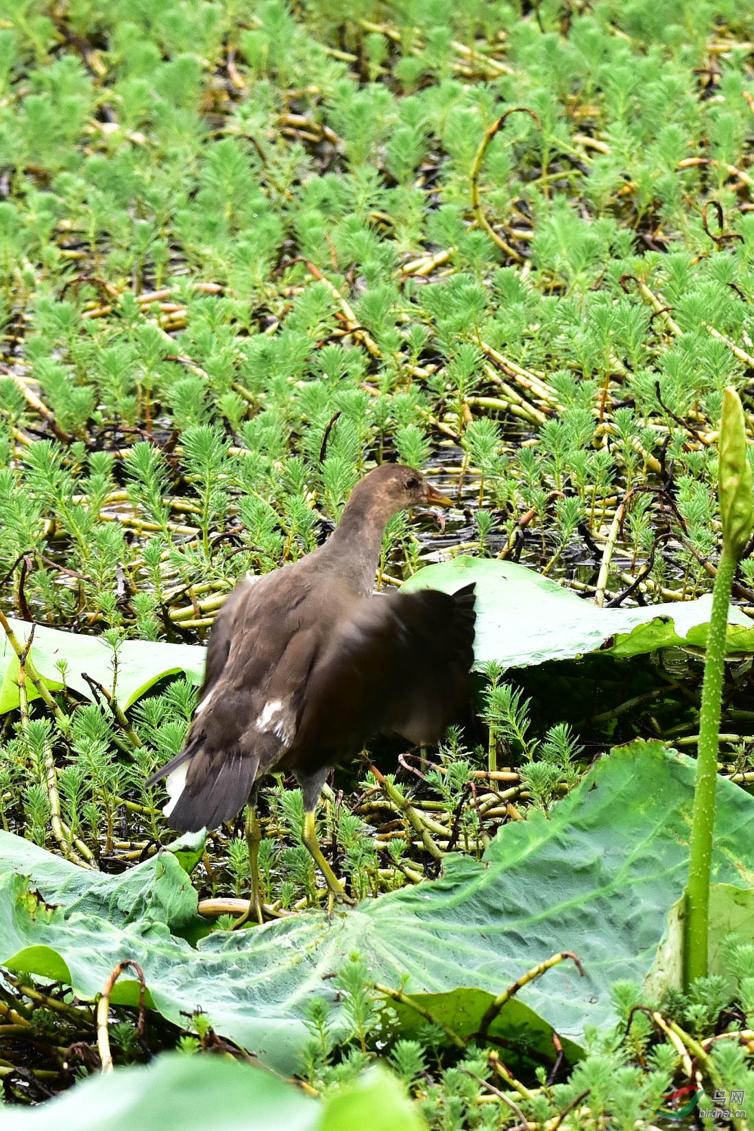 DSC_0981.JPG