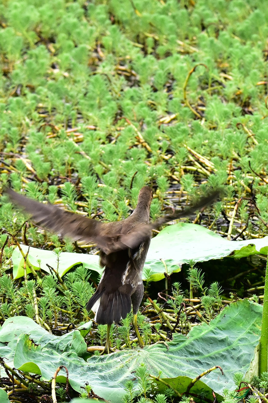 DSC_0983.JPG
