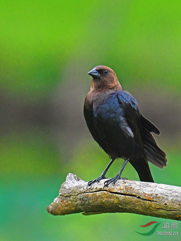 傲视群雄,褐头牛鹂