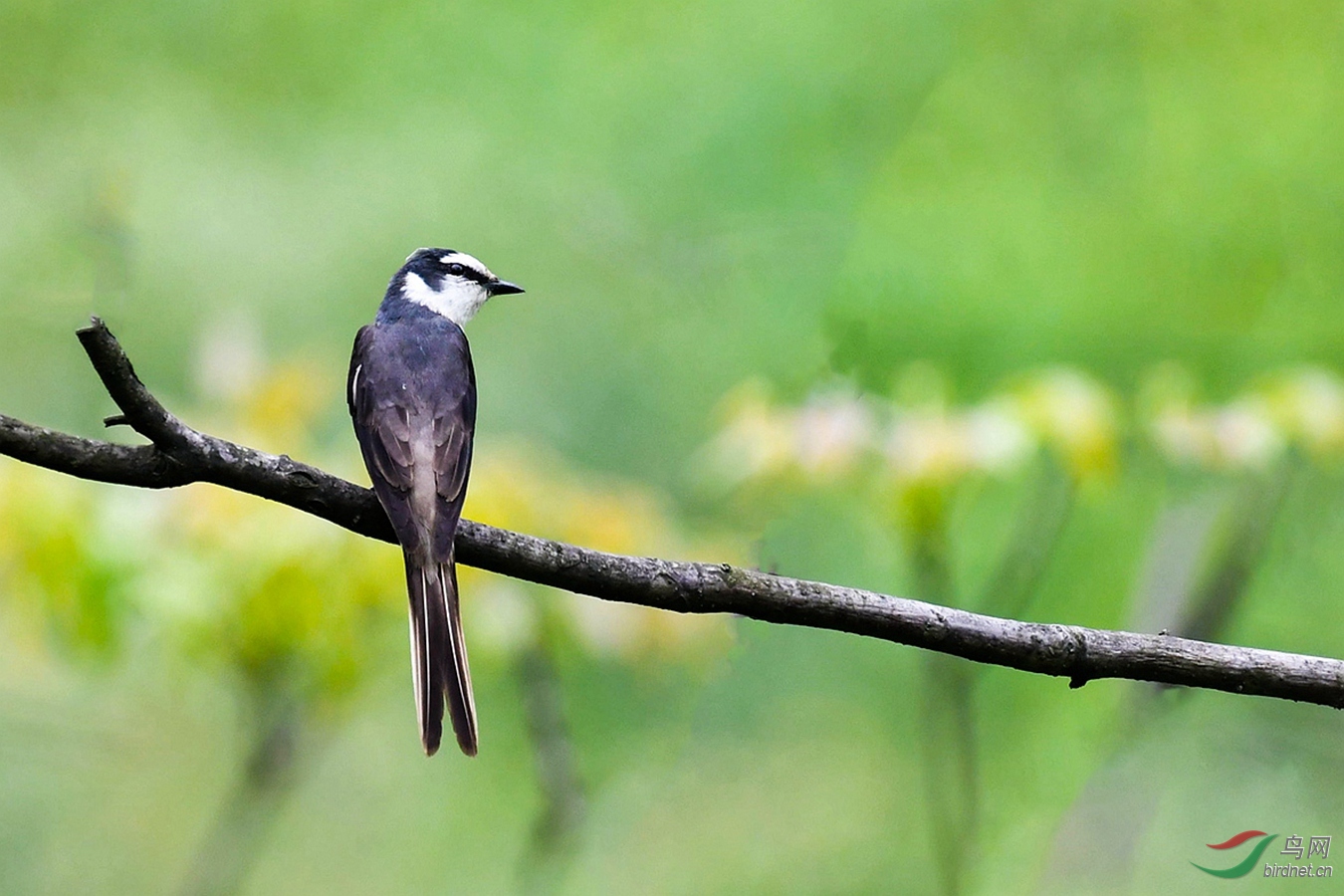 小灰山椒鳥