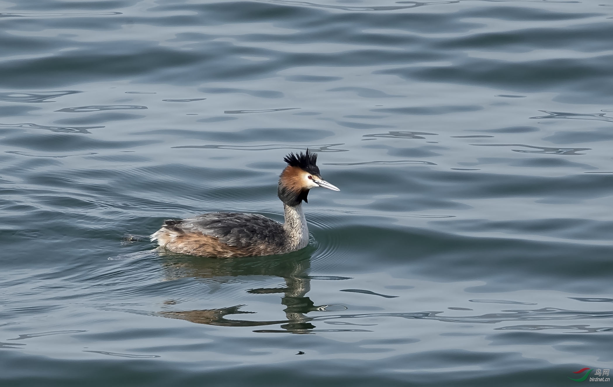 ������С�˵�ˮ��-��ͷ䴙䴘