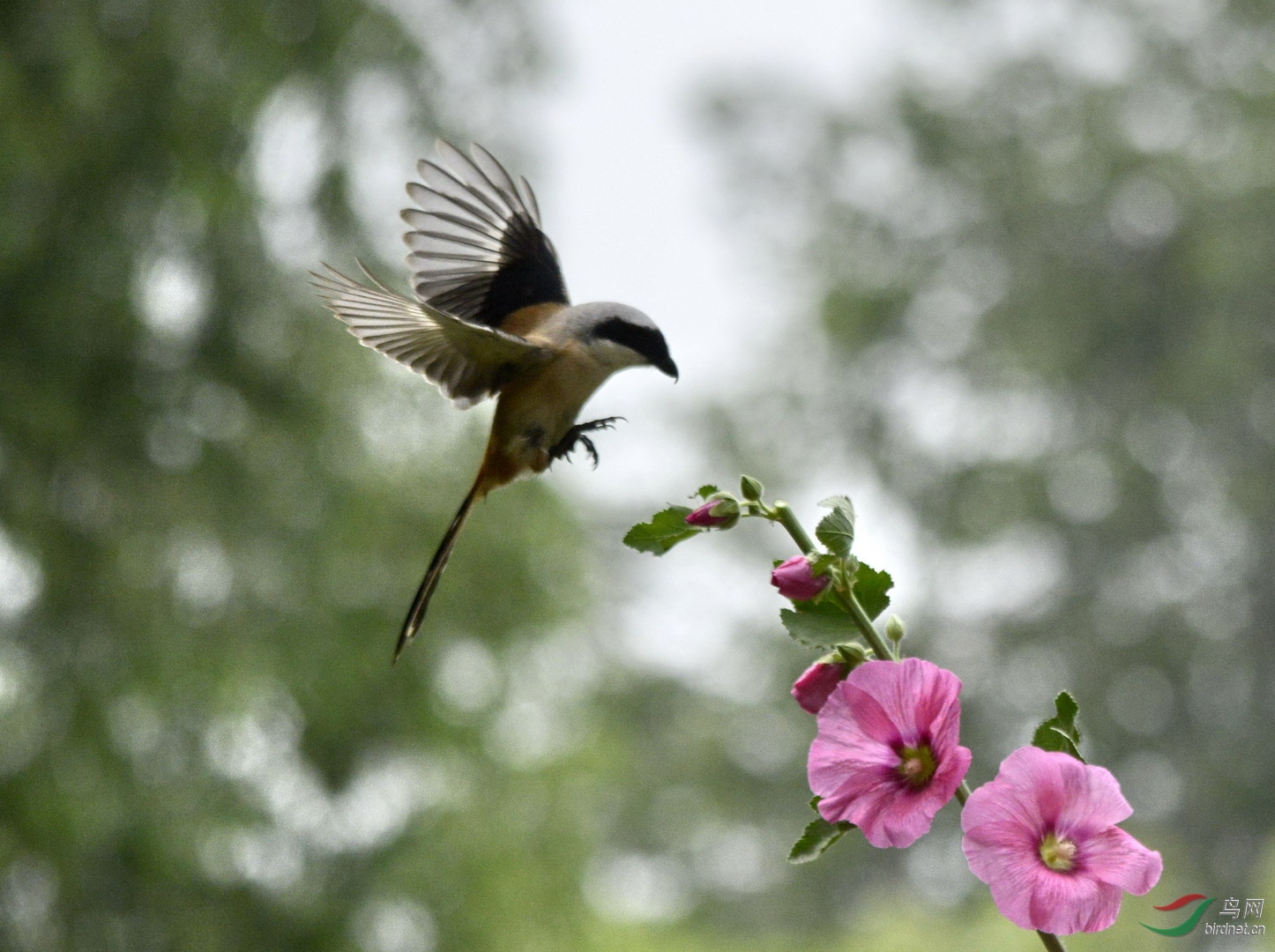 ���� _1087320.jpg