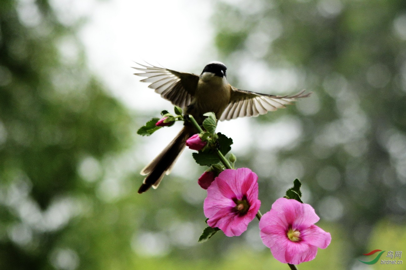 ���� _1087321.jpg