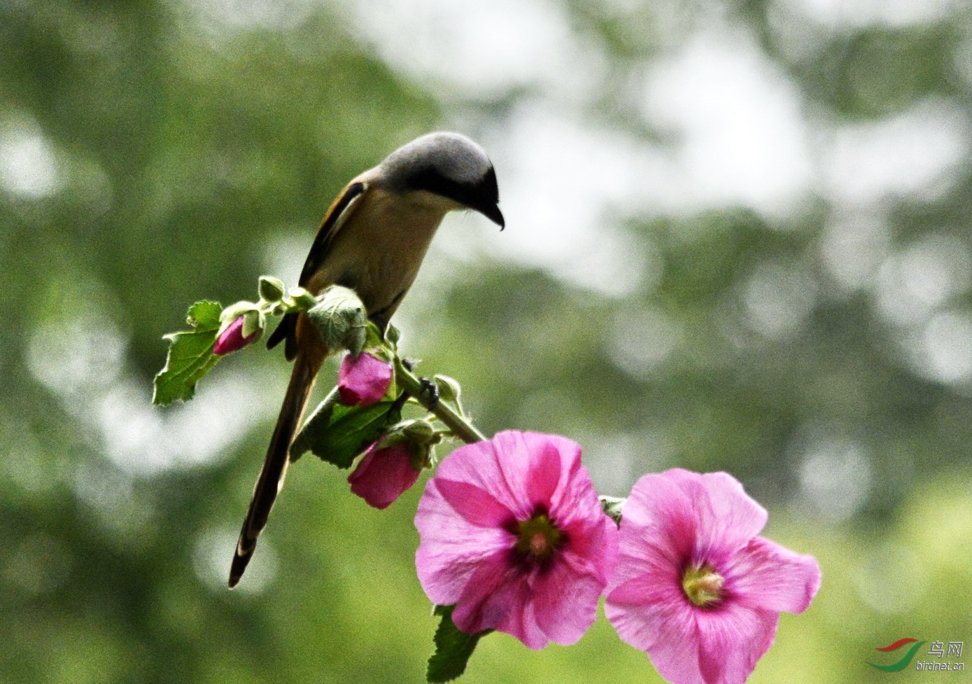 ���� _1087371.jpg