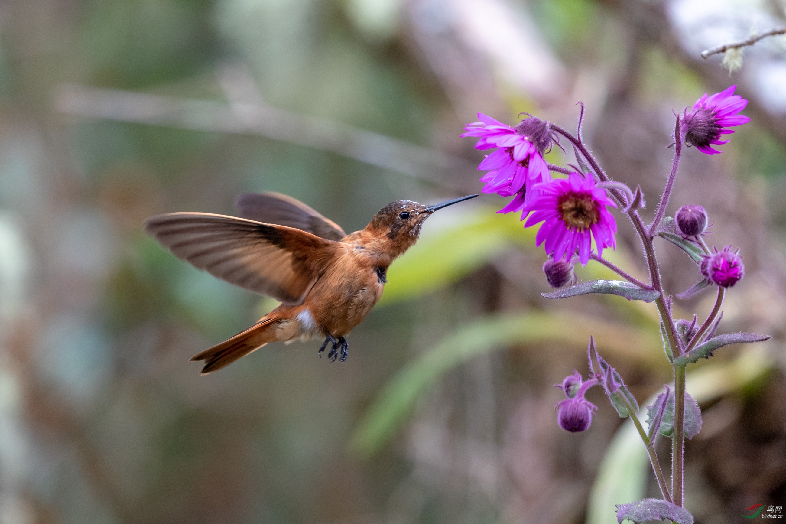 快乐的午餐铜色星额蜂鸟