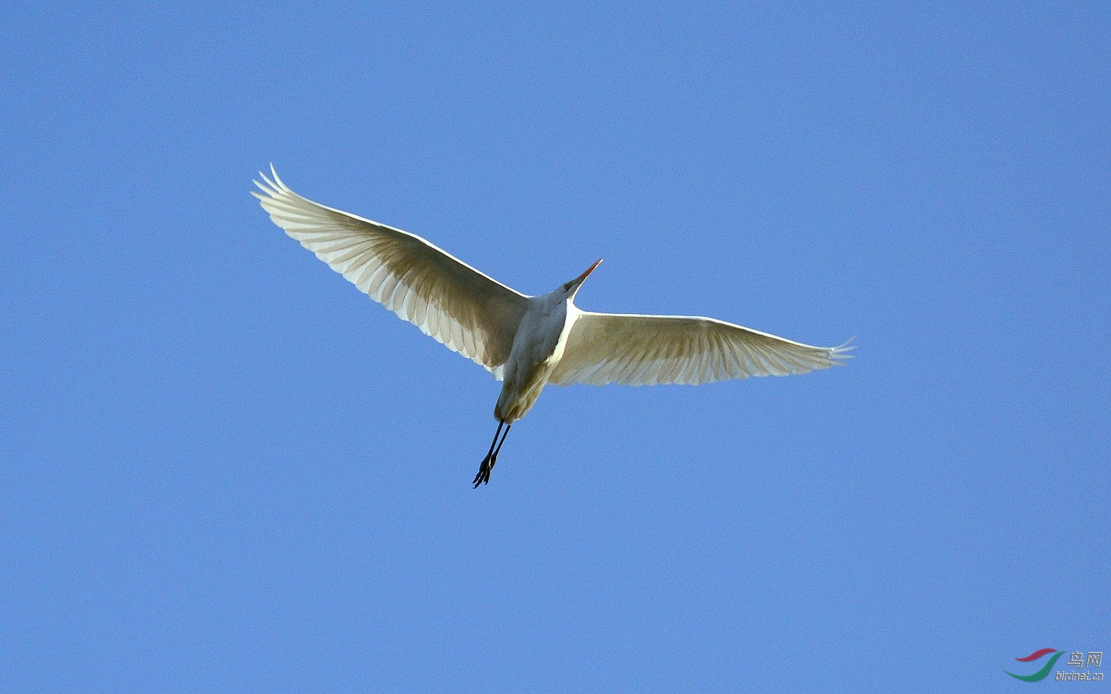白鹭高飞